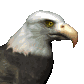 baldeagle1_searching_sm_clr.gif (12616 bytes)
